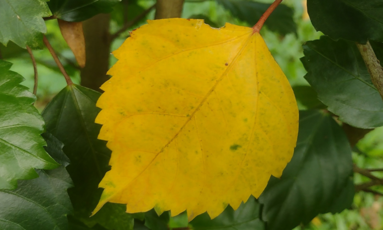 হিলটপ কটেজ